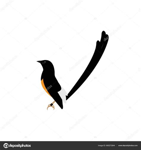 Murai Batu Bird Vector Illustration Stock Vector By Ajikaha