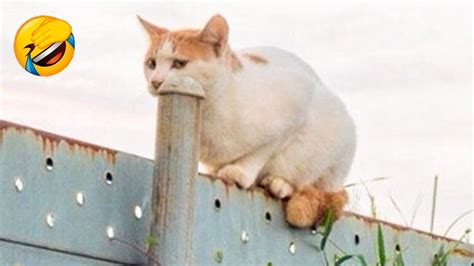 kucing kucing lucu tingkah lucu kucing bikin ketawa ngakak  video