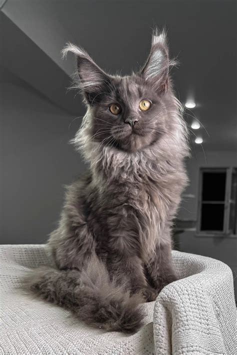 Vivien the Lovable Gray Maine Coon Kitten
