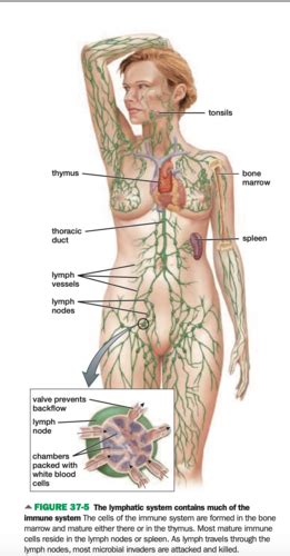 Immune System Flashcards Quizlet