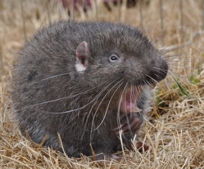 More Mountain Beaver! « NORTHWEST WILDLIFE ONLINE