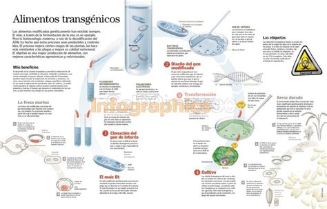 Infografía Alimentos Transgénicos Infographics90