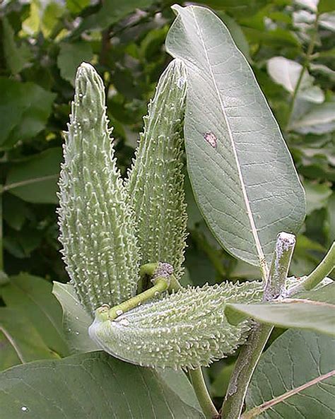 Milkweed Common Asclepias Syriaca Organically Grown Flower Seeds