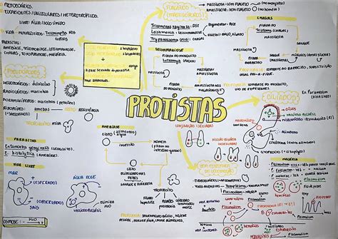 Laminas Mapas Reino Monera Reino Protista Images Porn Sex Picture