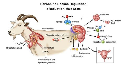 illustration  hormonal regulation  male goats showing interlinked