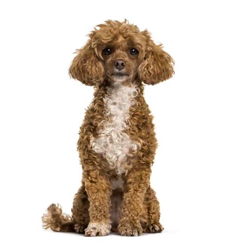 Brown Poodle: Everything You Wanted to Know