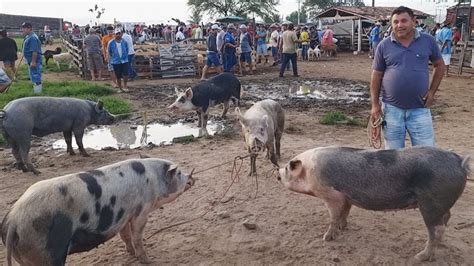 Su Nos At Umas Hora Na Feira De Caruaru Pe Al M De Caprinos E Ovinos