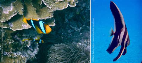 Snorkeling Fiji | A Guide to the Best Spots | Snorkeling Report