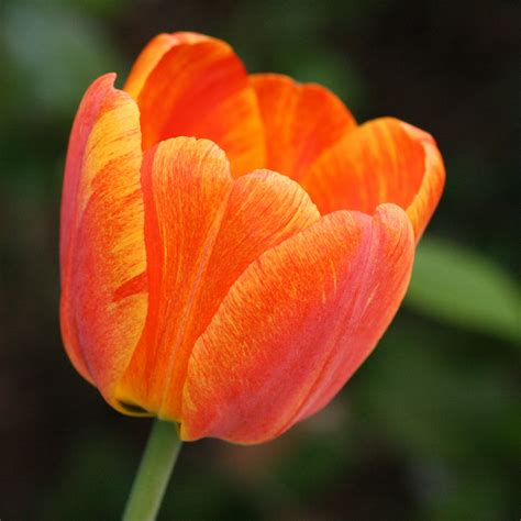 orange striped  variegated tulip  public domain