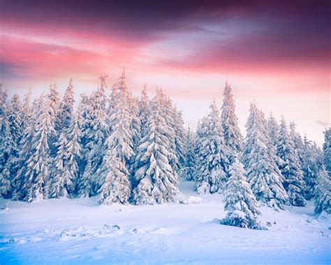 Paisagem Espetacular Do Inverno Em Montanhas Carpathian Neve C