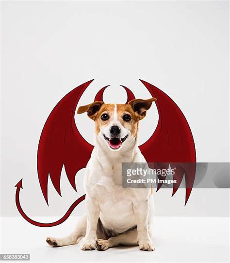 479 Evil Dog Stock Photos High Res Pictures And Images Getty Images