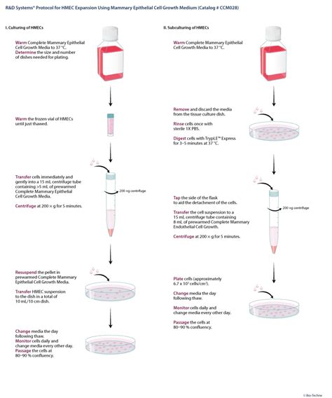 Mammary Epithelial Cell Growth Media Ccm028 Randd Systems