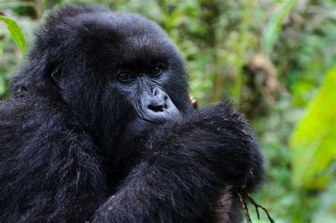 Changes In The Golden Ticket To Gorilla Trekking Adventures In Africa