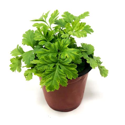 Feverfew - Live Plant for sale | Mayernik Kitchen