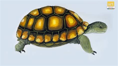 Tortoise drawing – Artofit