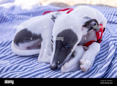 Schlafender Whippet Fotos Und Bildmaterial In Hoher Auflösung Alamy