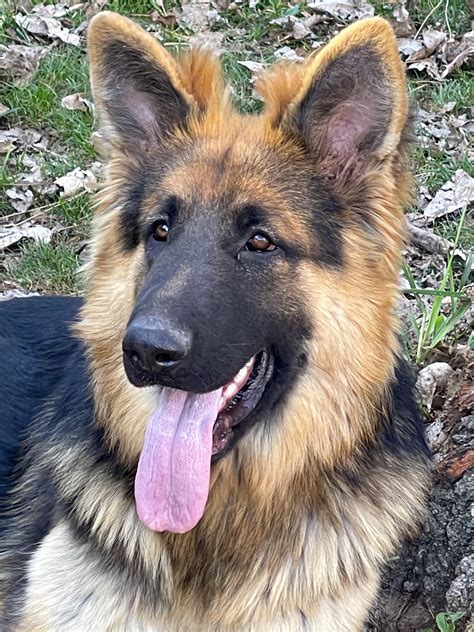 Are Shiloh Shepherds Good Guard Dogs