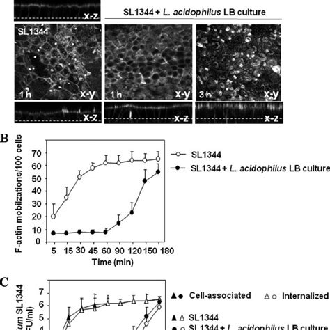 L Acidophilus Lb Culture Delayed S Typhimurium Sl1344 Induced F Actin