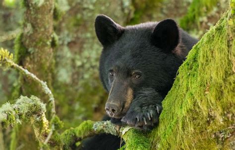 wallpaper  face moss portrait bear baribal black bear