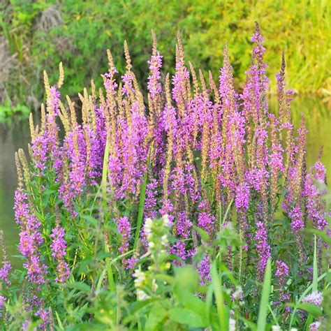 Tall Plant With Purple Blooms