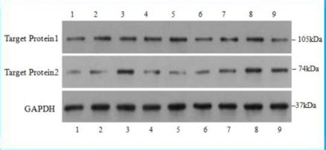 Western Blot