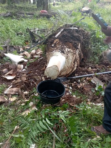 Pelatihan Pembuatan Gula Sawit Untuk Tanaman Kelapa Sawit Tidak