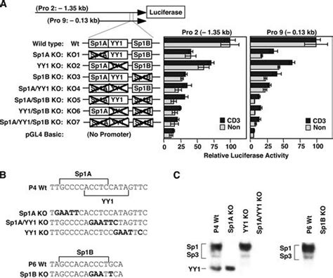 Ox40 Gene Expression Is Up Regulated By Chromatin Remodeling In Its