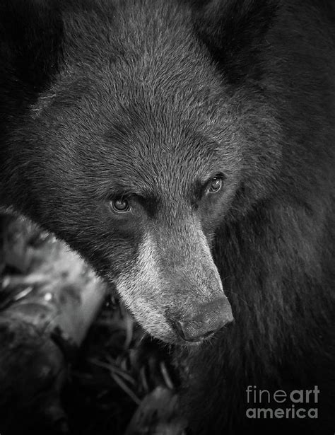 Black Bear Portrait Photograph by Webb Canepa - Fine Art America