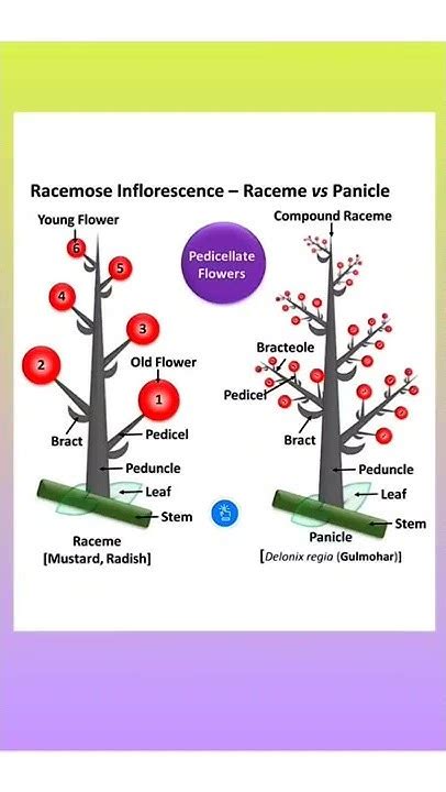 Raceme Vs Panicle Inflorescence Morphology Of Flowering Plants Class