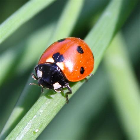 Ladybug On Blade Of Grass Picture Free Photograph Photos Public Domain