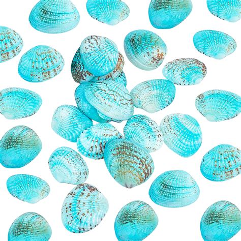 Can You Drill Holes In Seashells Clipart