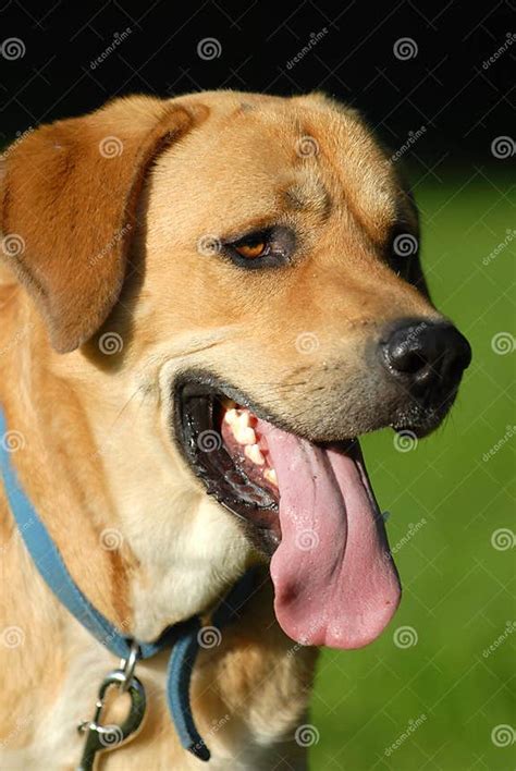 Good Ole Mutt Stock Image Image Of Breed Cute Friend 17345239