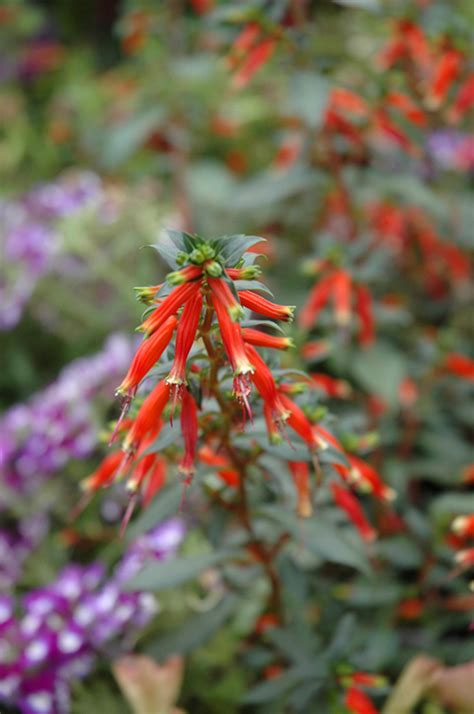 Vermillionaire Large Firecracker Plant Cuphea Vermillionaire In