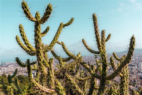 Feche Um Grande Cacto Muitos Espinhos Afiados E A Cidade De