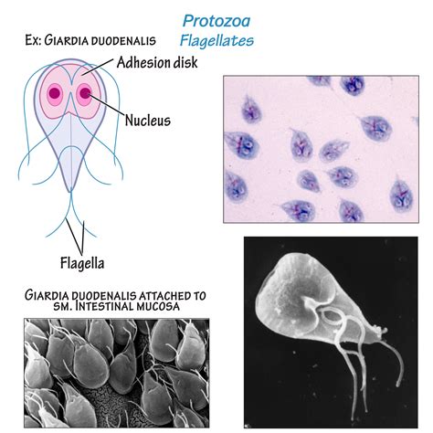 Immunology Microbiology Glossary Protozoa Giardia Duodenalis