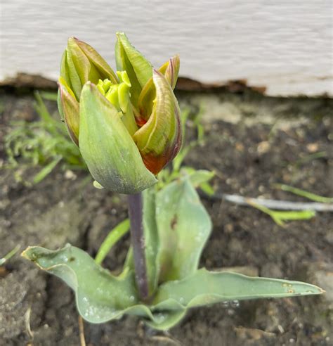 Tulips Blooming Just In Time