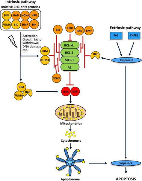 Bcl Proteins In Development Health And Disease Of The Hematopoietic