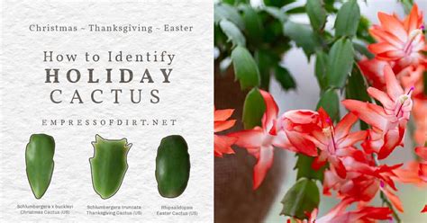 Christmas Cactus Or Thanksgiving How To Id Your Plant