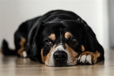 Cachorro Tremendo E Triste - Cachorro triste: como lidar com a depressão canina | Petz