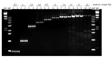 AccuPower RocketScript RT PreMix Master Mix RNase H Minus