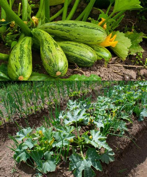 Comment Obtenir Une Abondance De Courgettes Sur Une Seule Plante Le