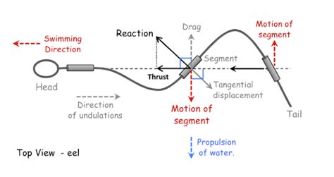 c-i. Resistive Force Theory -Annotated. Source: J. Gray, G. J. Hancock ...