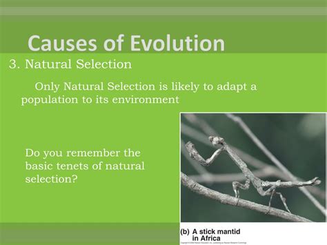 Ppt Microevolution Powerpoint Presentation Free Download Id3645576