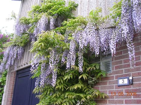 Blue Chinese Wisteria Tree Seeds