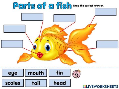 Parts Of A Fish Artofit