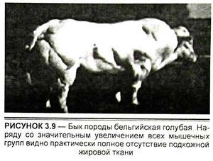 Блокаторы миостатина — SportWiki энциклопедия