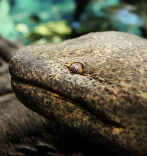 What The Fauna? • Meet the Japanese giant salamander, which can grow...