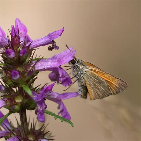 L Hespérie de la houque Forêt d Orléans