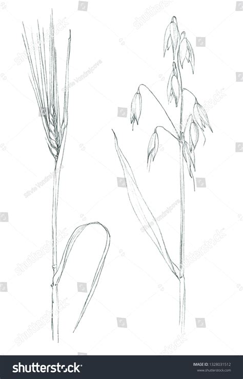 Barley Oat Plants Hand Pencil Drawing 库存插图 1328031512 Shutterstock