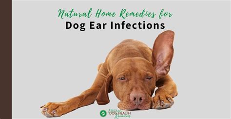 Natural Home Remedies for Dog Ear Infections